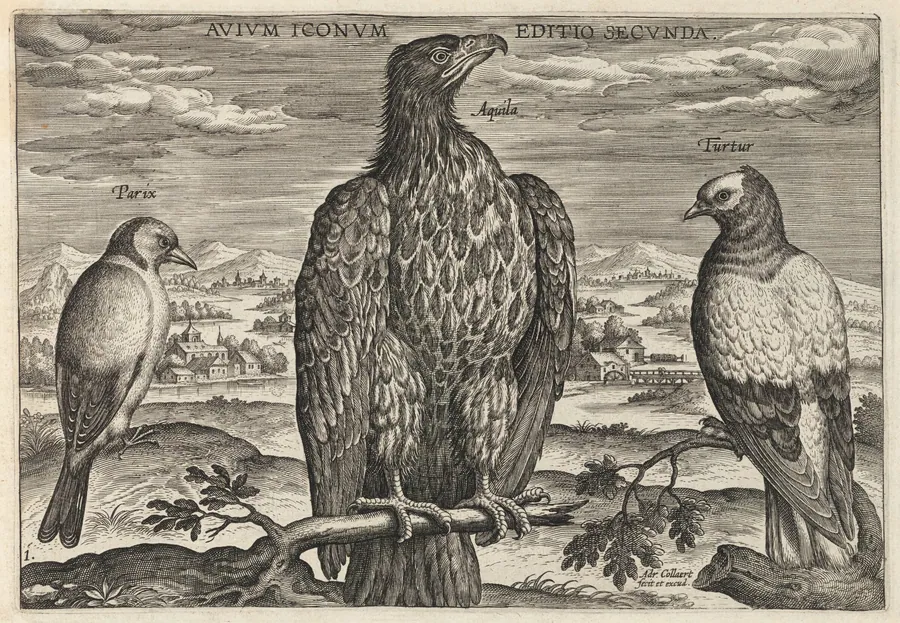 Wagtail, Eagle, and Turtledove by Adriaen Collaert