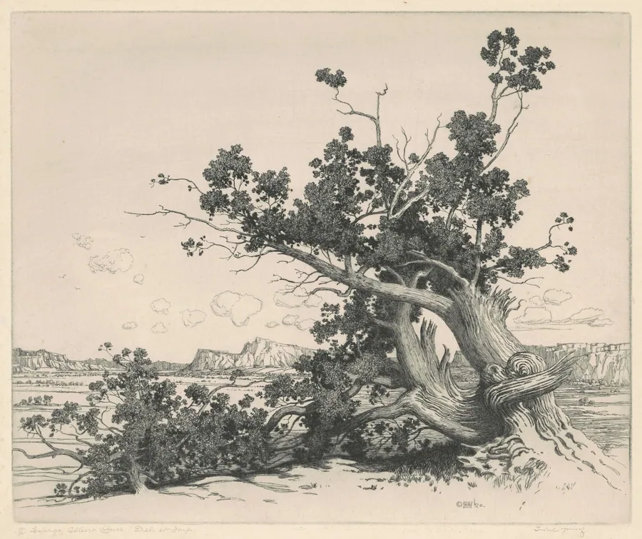Desert Cedars, New Mexico by George Elbert Burr