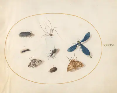 Plate 34: Two Moths with a Spider, a Caterpillar, a Damselfly, and Other Insects