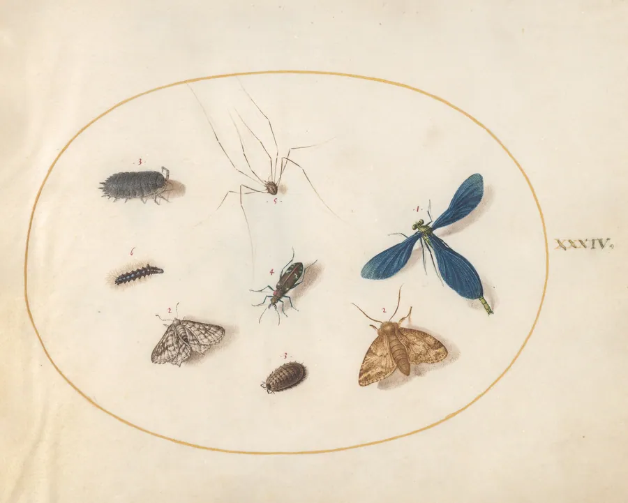 Plate 34: Two Moths with a Spider, a Caterpillar, a Damselfly, and Other Insects by Joris Hoefnagel