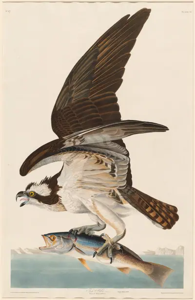 Fish Hawk