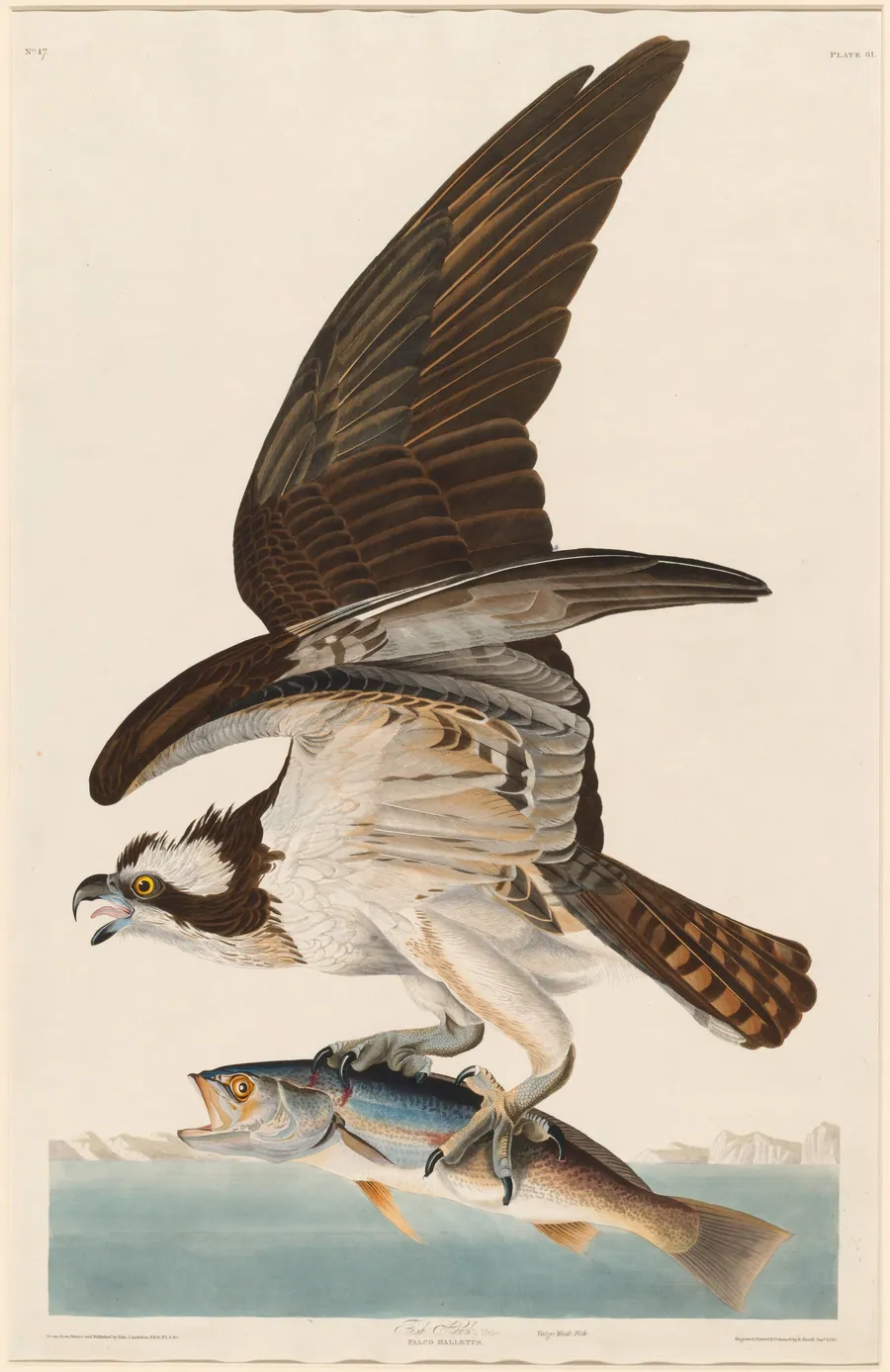 Fish Hawk by Robert Havell, Jr.