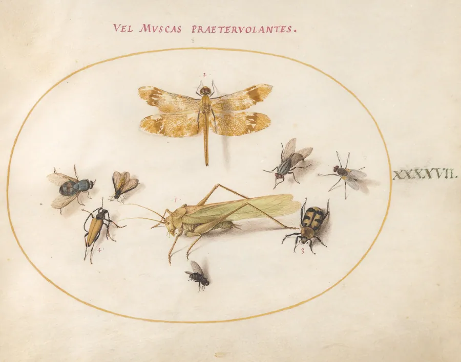 Plate 47: A Dragonfly (Banded Darter?), Grasshopper, Houseflies, a Carrion Beetle, a Flower Longhorn Beetle, and Other Insects by Joris Hoefnagel