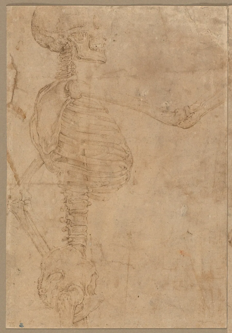 Half-Length Skeleton in Profile by Battista Franco
