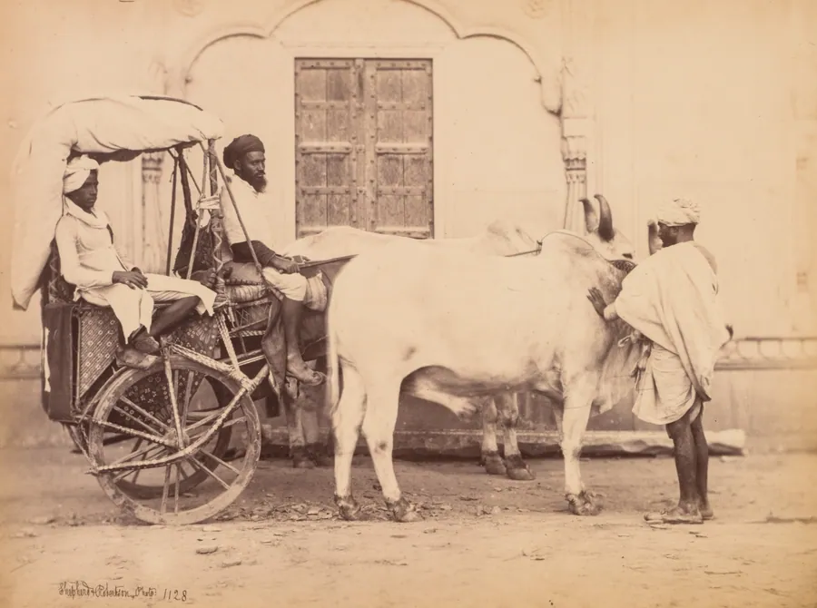 Bullock Cart, Delhi by Shepherd & Robertson