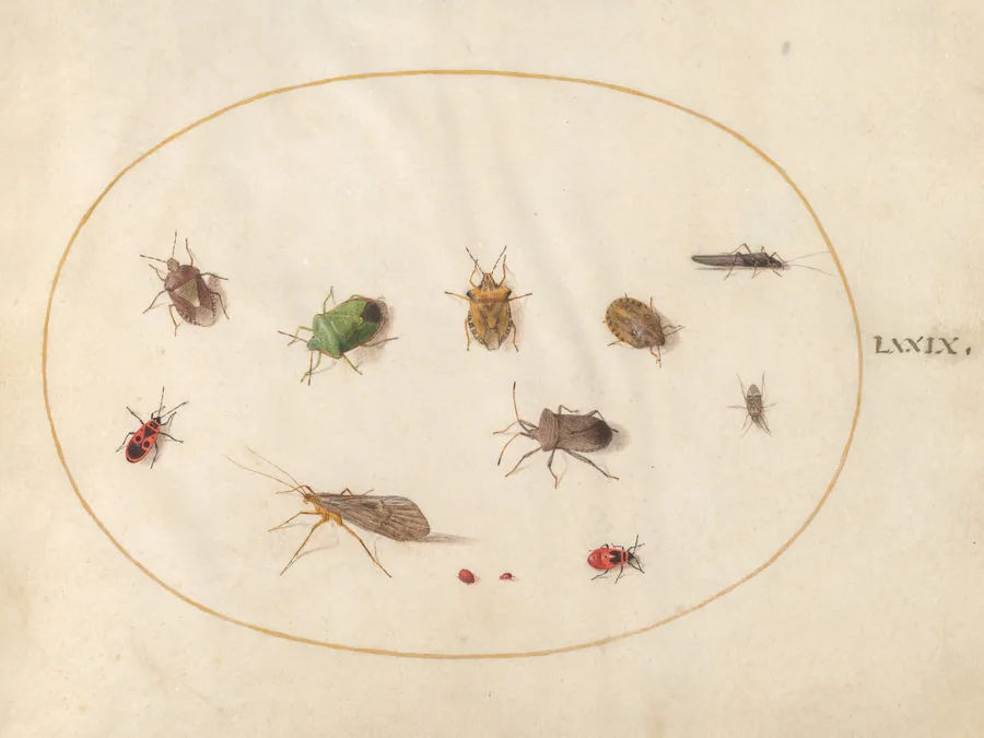 Plate 79: Twelve Insects, Including Shield Bugs by Joris Hoefnagel