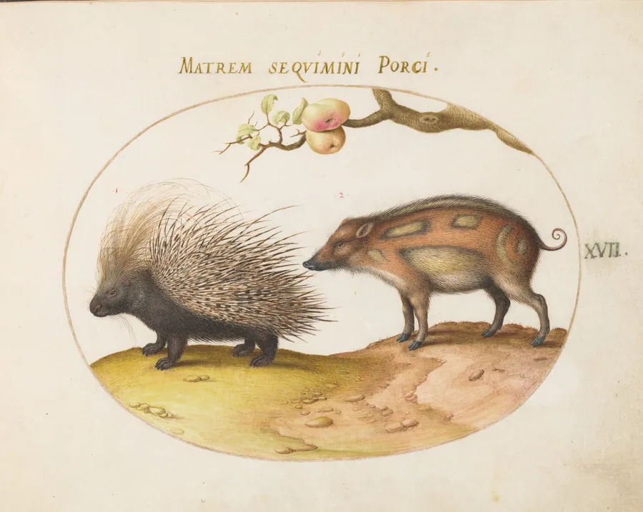 Plate 17: Old World Porcupine (Hystrix) and Wild Pig by Joris Hoefnagel