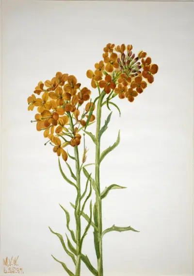 Wallflower (Erysimum wheeleri)