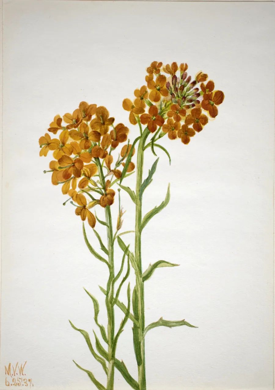 Wallflower (Erysimum wheeleri) by Mary Vaux Walcott, born Philadelphia, PA 1860-died St. Andrews, New Brunswick, Canada 1940