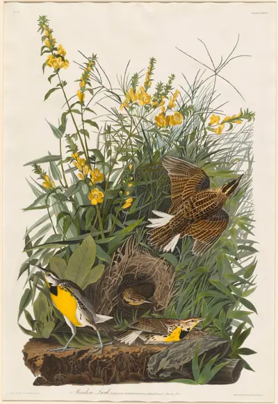 Meadow Lark