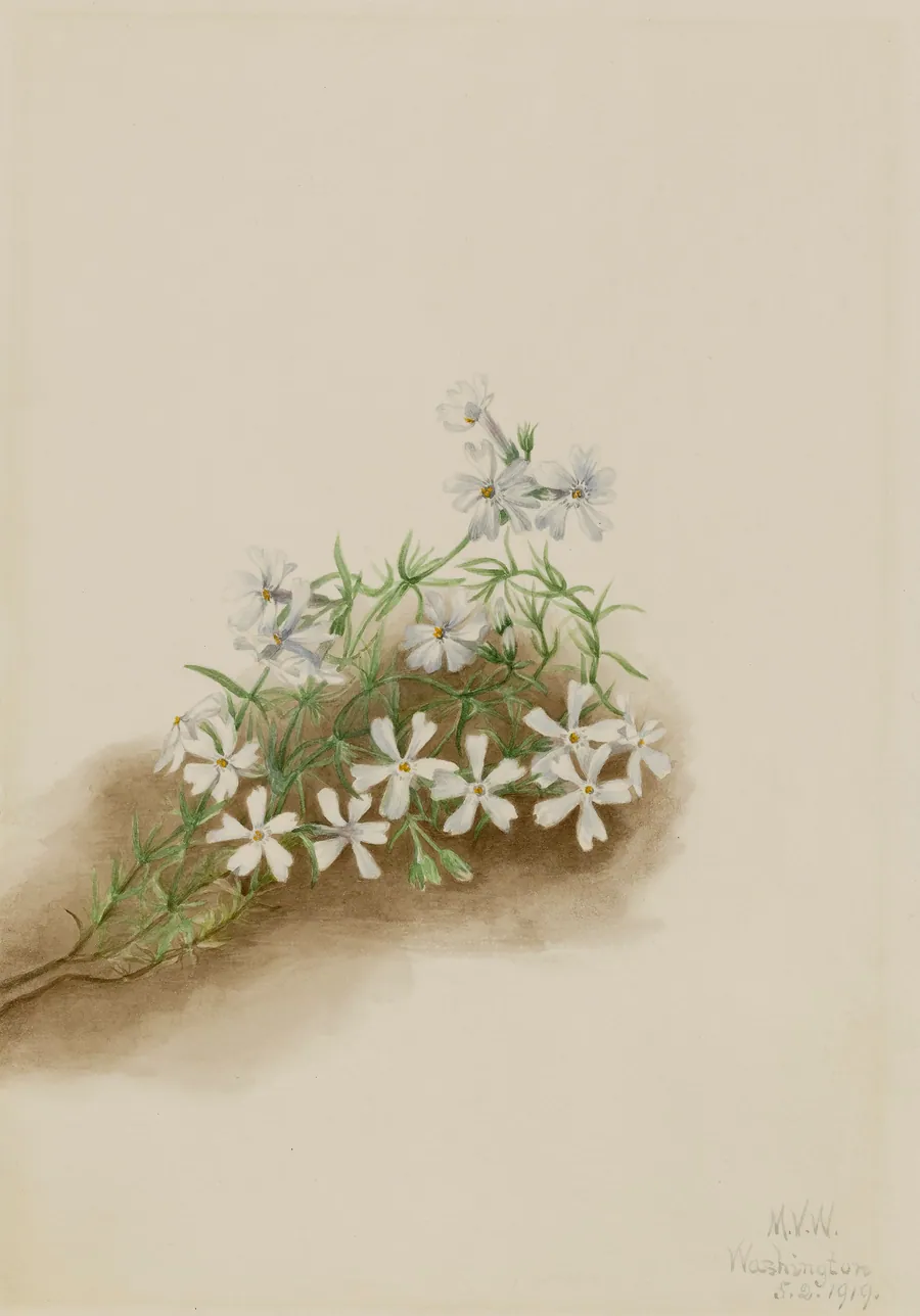 Moss Pink (Phlox subulate) by Mary Vaux Walcott, born Philadelphia, PA 1860-died St. Andrews, New Brunswick, Canada 1940