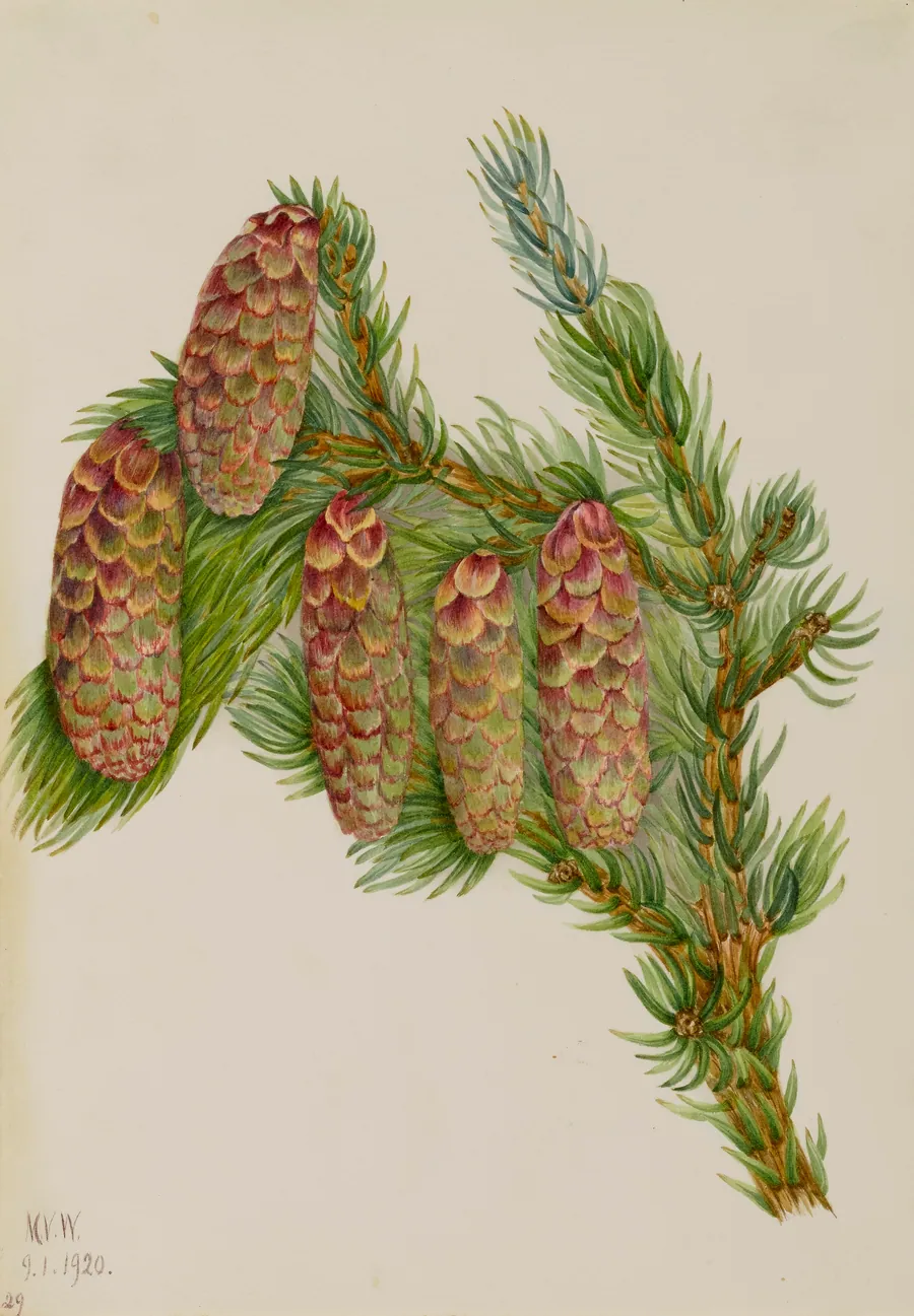 Engelmann Spruce (Picea engelmanni) by Mary Vaux Walcott, born Philadelphia, PA 1860-died St. Andrews, New Brunswick, Canada 1940