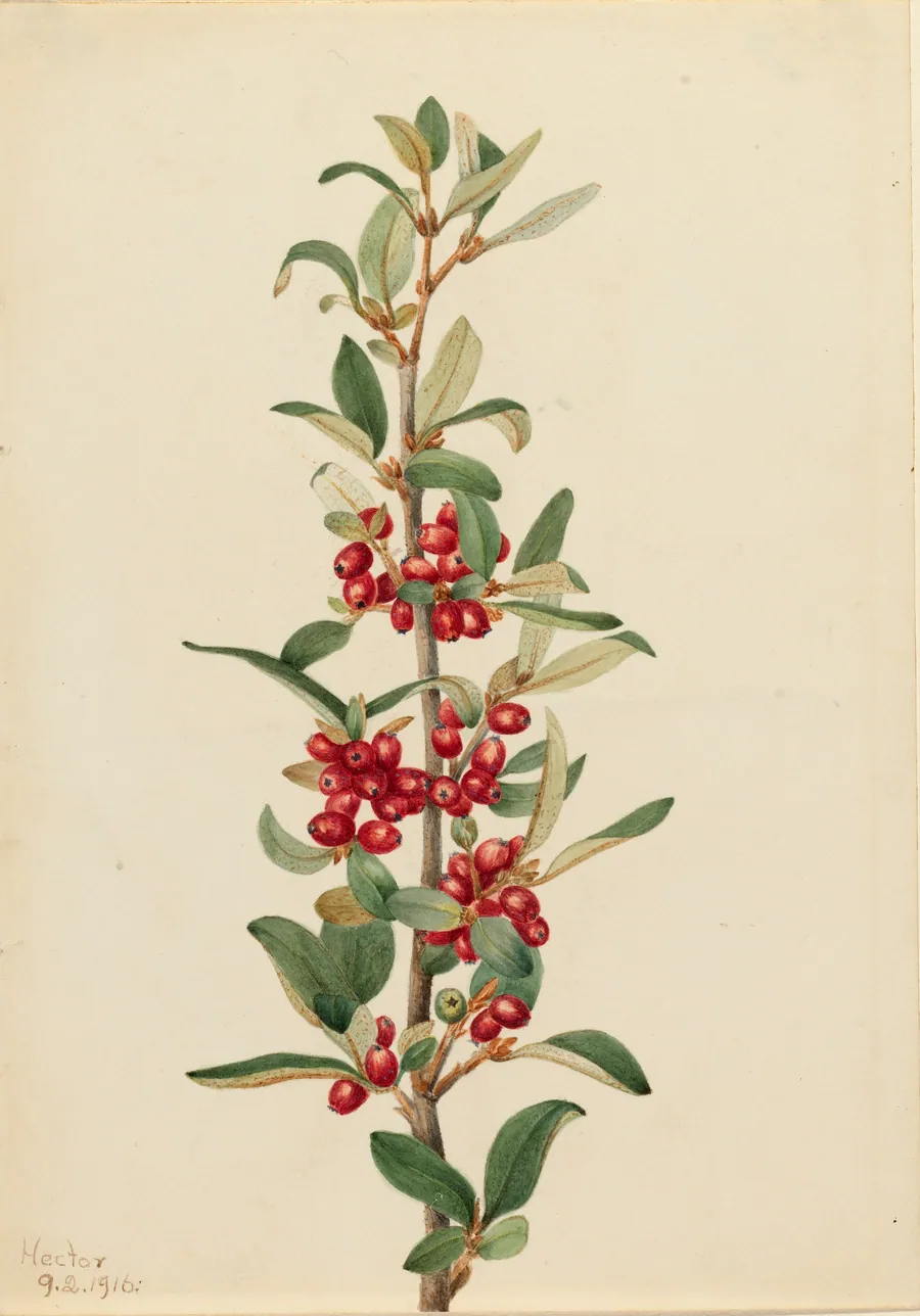 Canada Buffaloberry (Lepargyrea canadensis) by Mary Vaux Walcott, born Philadelphia, PA 1860-died St. Andrews, New Brunswick, Canada 1940