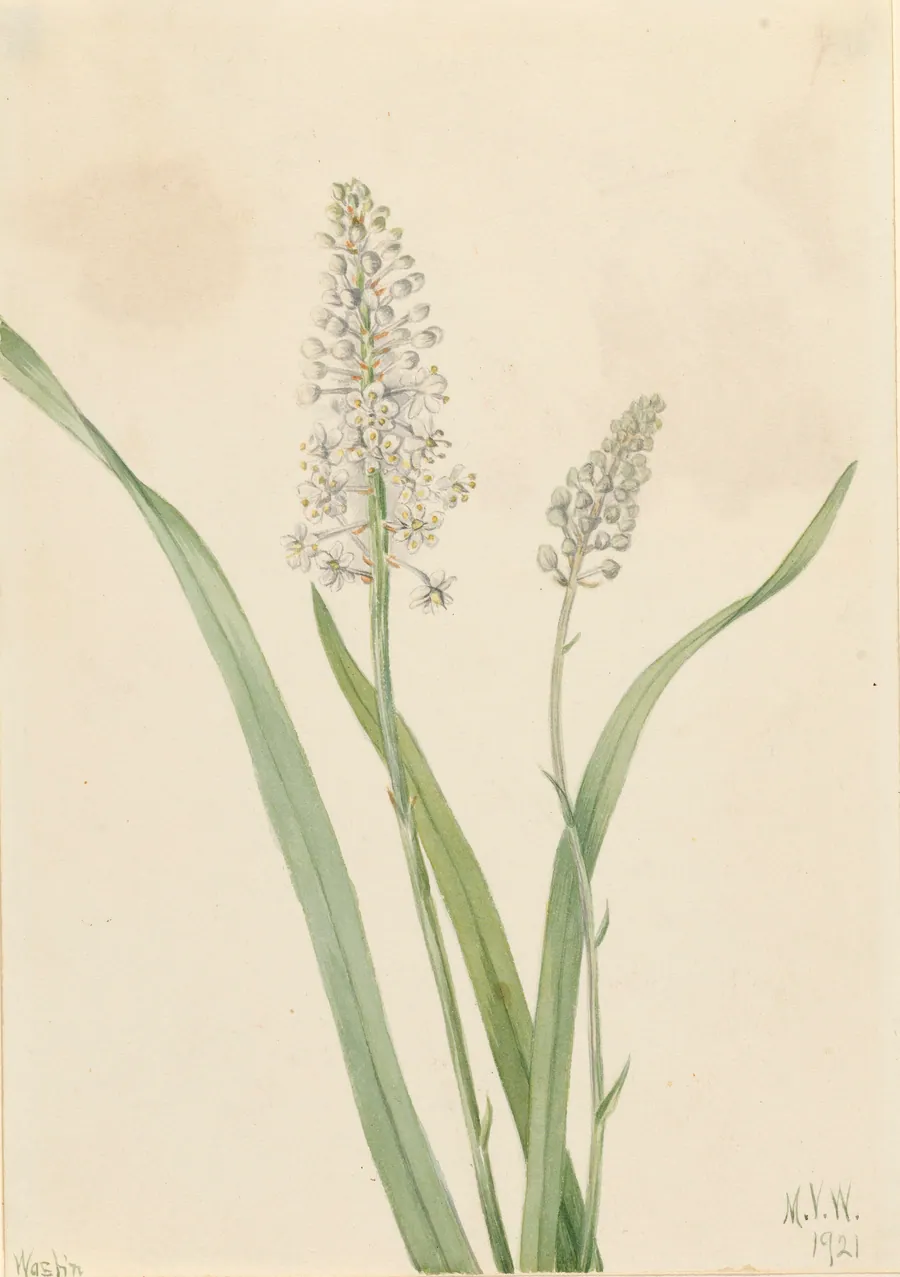 Crowpoison (Chrosperma muscaetoxicum) by Mary Vaux Walcott, born Philadelphia, PA 1860-died St. Andrews, New Brunswick, Canada 1940