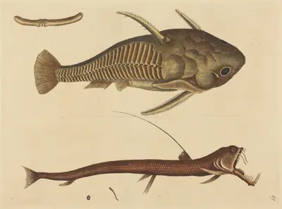 The Viper-mouth (Silurus cataphractus)