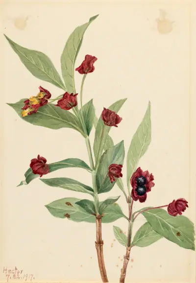 Bearberry Honeysuckle (Lonicera involucrata)