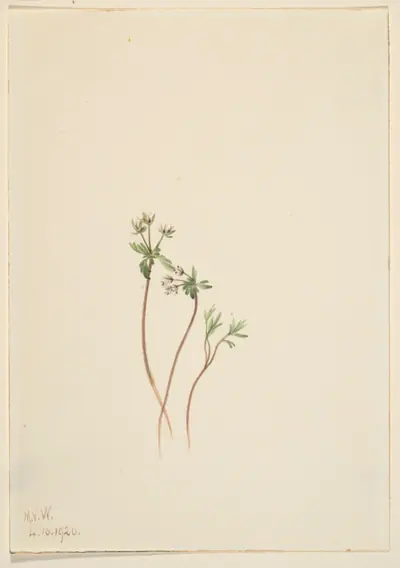 Harbinger of Spring (Erigenia bulbosa)