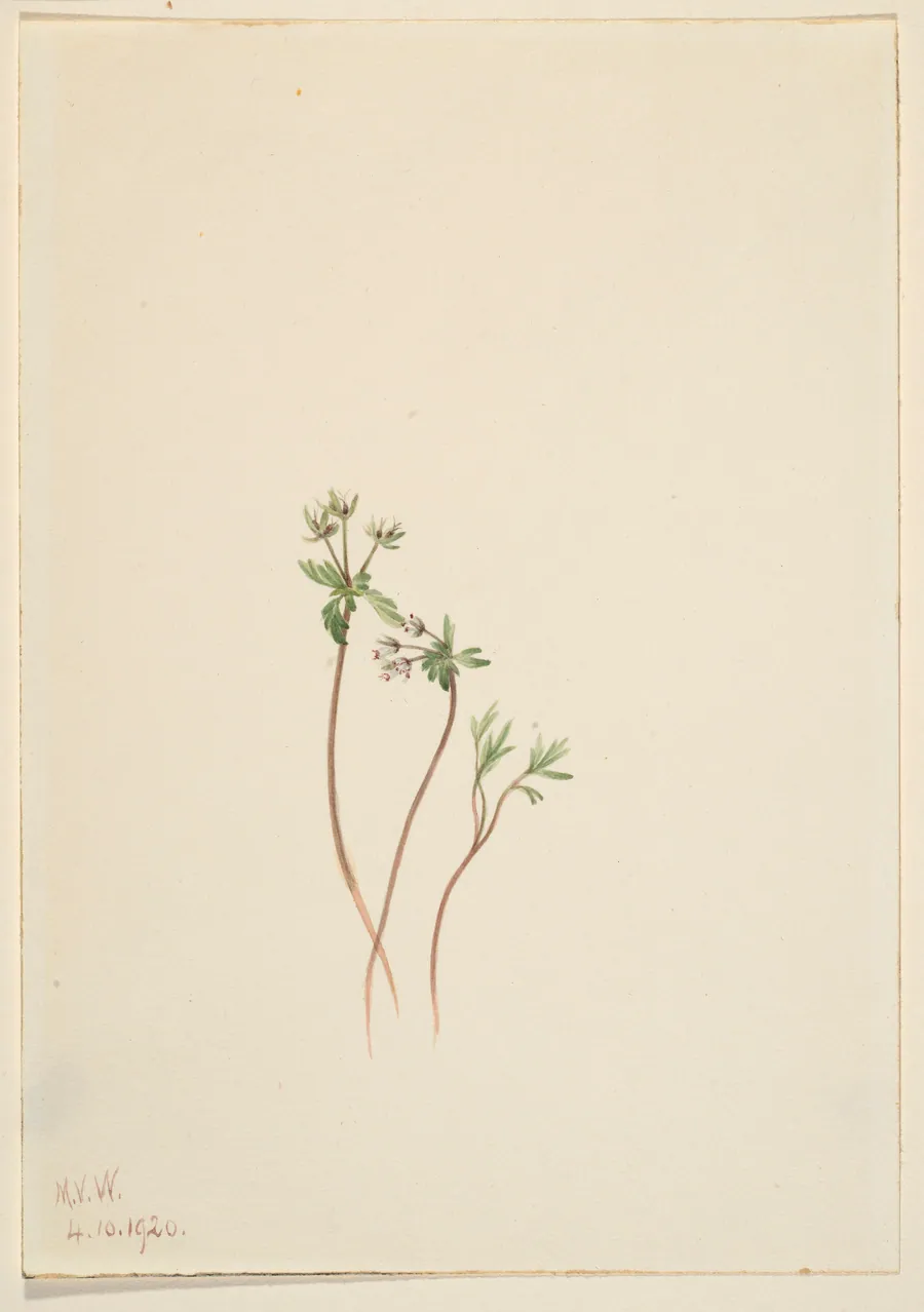Harbinger of Spring (Erigenia bulbosa) by Mary Vaux Walcott, born Philadelphia, PA 1860-died St. Andrews, New Brunswick, Canada 1940