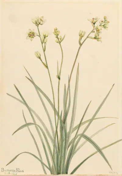 Deathcamas (Zygadenus elegans)