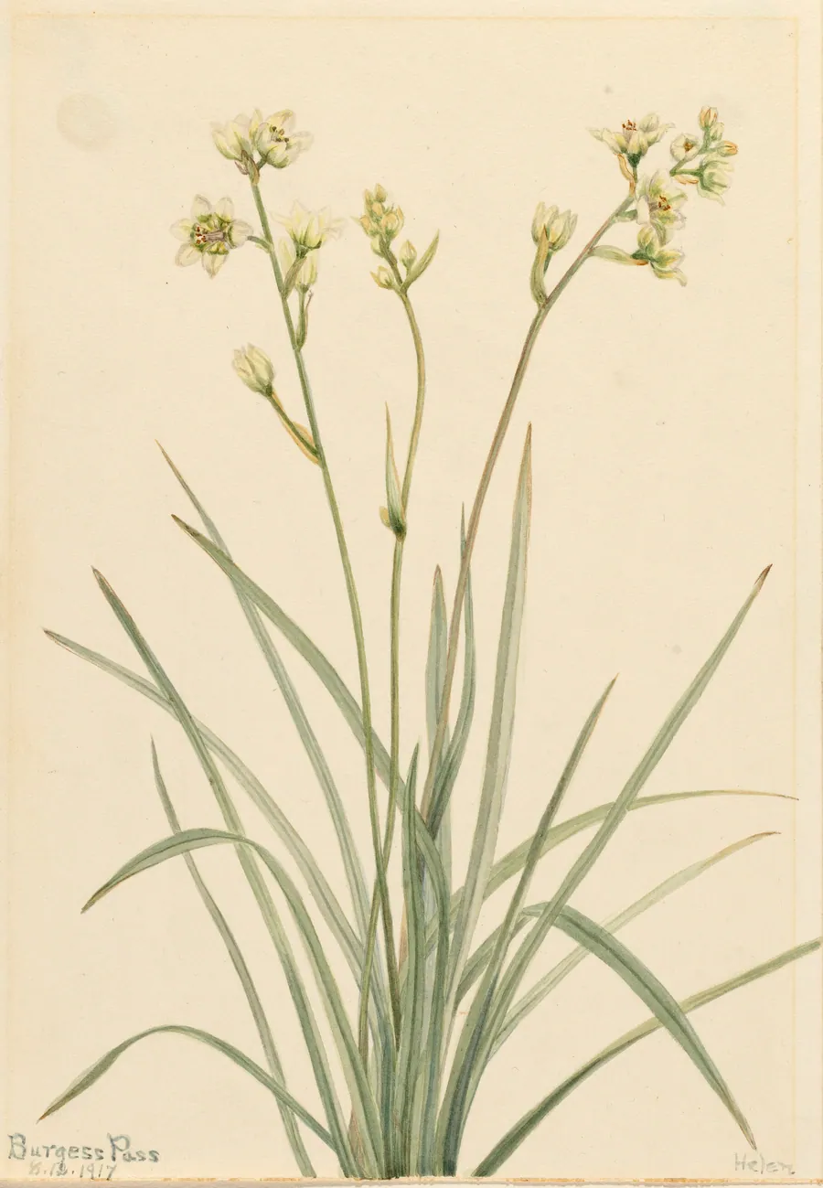Deathcamas (Zygadenus elegans) by Mary Vaux Walcott, born Philadelphia, PA 1860-died St. Andrews, New Brunswick, Canada 1940