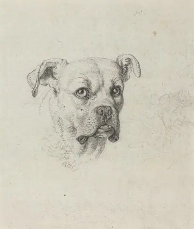 A Boxer