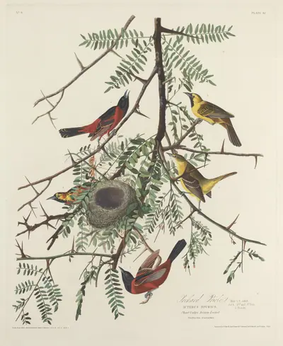 Orchard Oriole