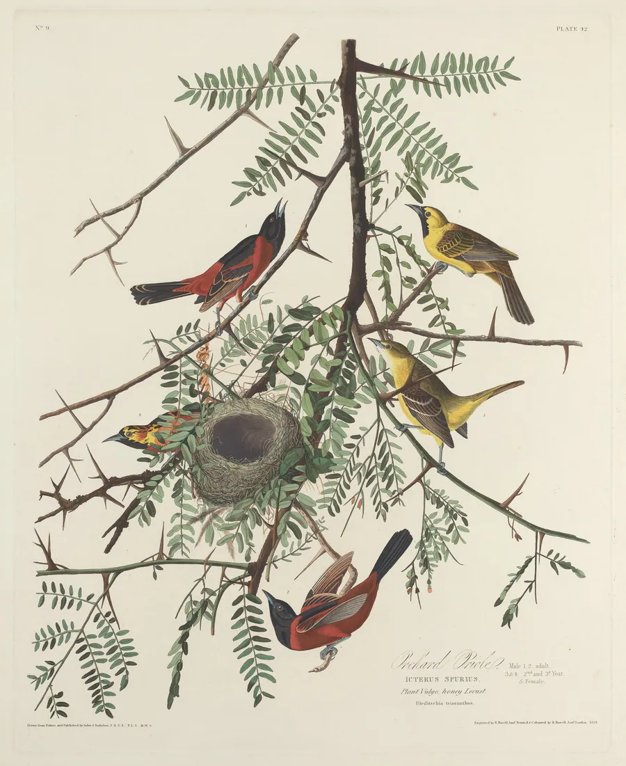 Orchard Oriole by Robert Havell, Jr.