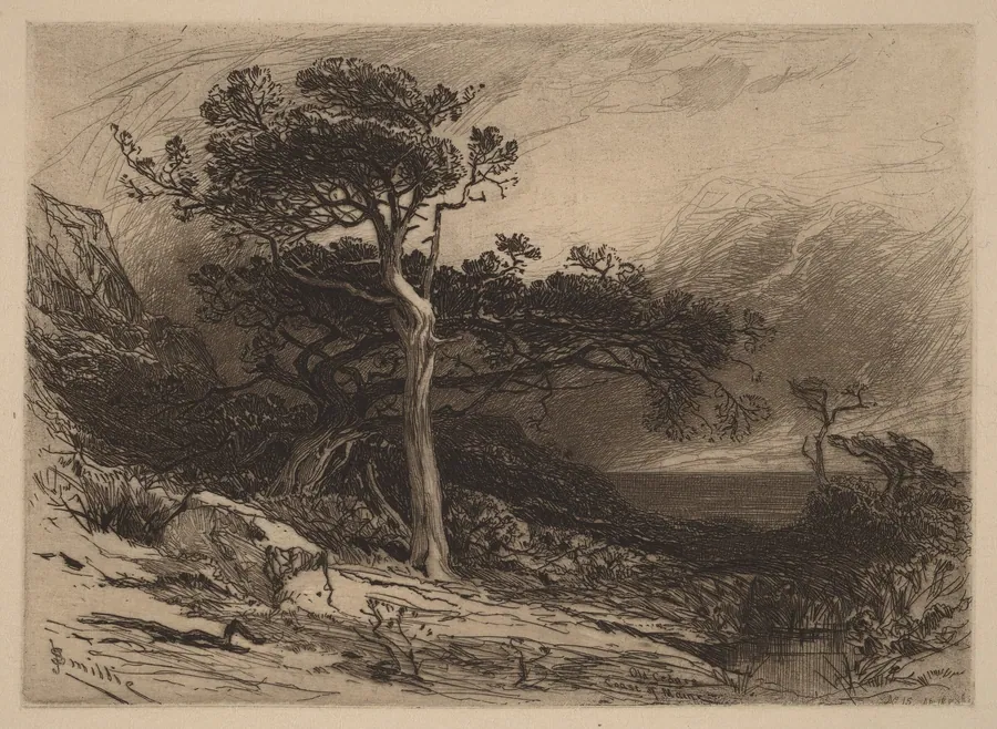 Old Cedars, Coast of Maine by James David Smillie