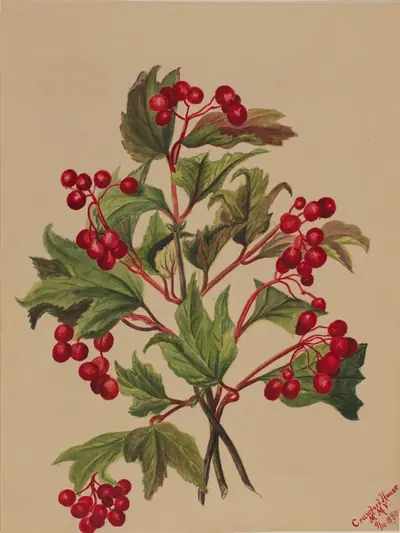 Grouseberry (Viburnum americanum)