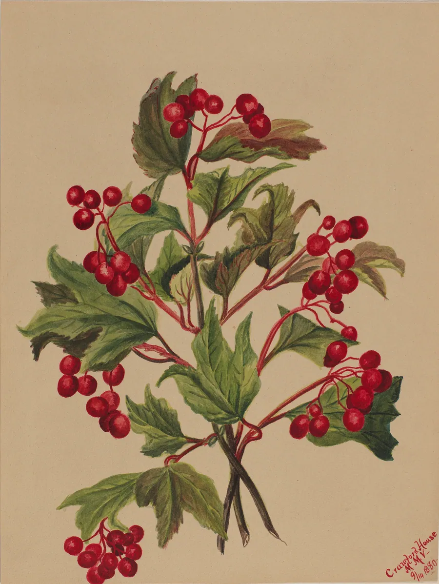Grouseberry (Viburnum americanum) by Mary Vaux Walcott, born Philadelphia, PA 1860-died St. Andrews, New Brunswick, Canada 1940