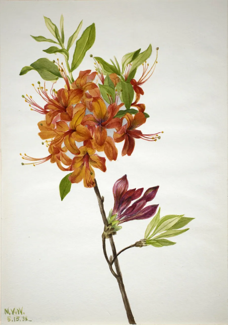 Flame Azalea (Rhododendron speciosum) by Mary Vaux Walcott, born Philadelphia, PA 1860-died St. Andrews, New Brunswick, Canada 1940
