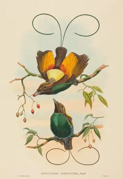 Diphyllodes chrysoptera (Magnificent Bird of Paradise)
