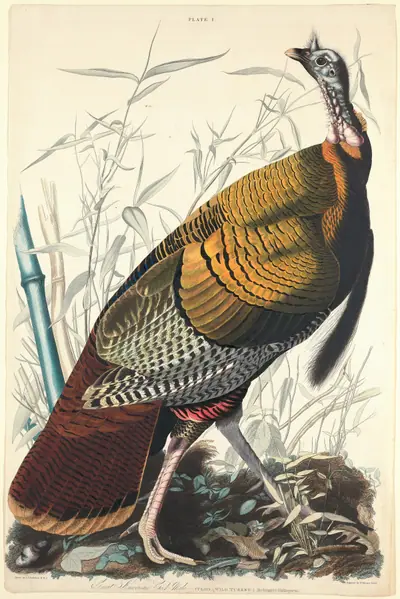 Great American Cock