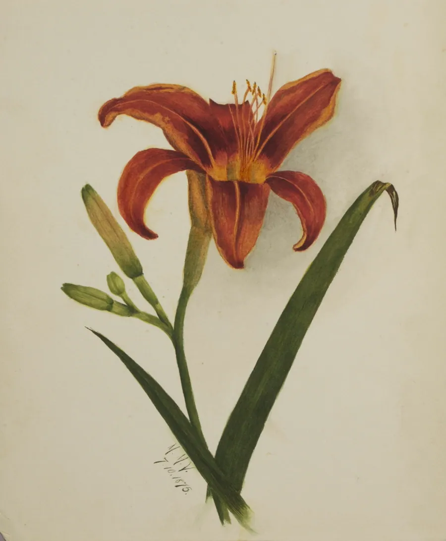 Untitled (Lily) by Mary Vaux Walcott, born Philadelphia, PA 1860-died St. Andrews, New Brunswick, Canada 1940