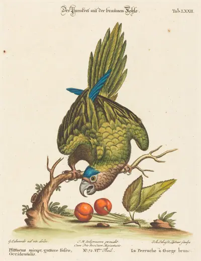 Psittacus minor gutture fusco, occidentalis