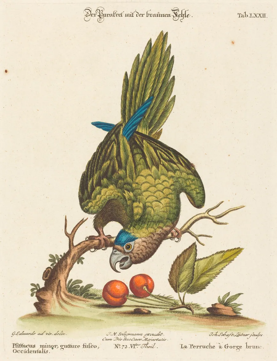 Psittacus minor gutture fusco, occidentalis by Johann Sebastian Leitner