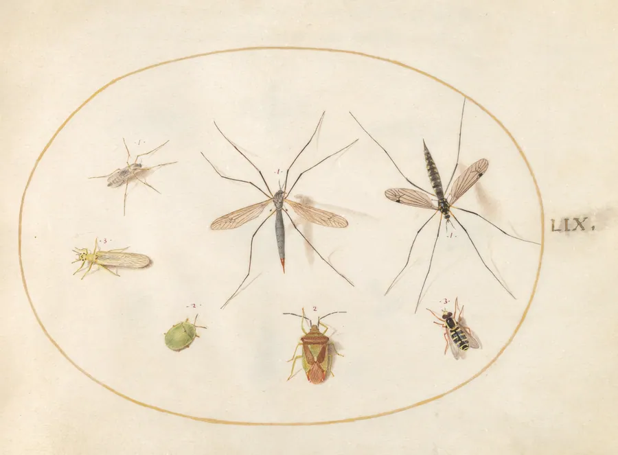 Plate 59: Seven Insects, Including a Hawthorn Shield Bug, Crane Flies, and a Hoverfly by Joris Hoefnagel