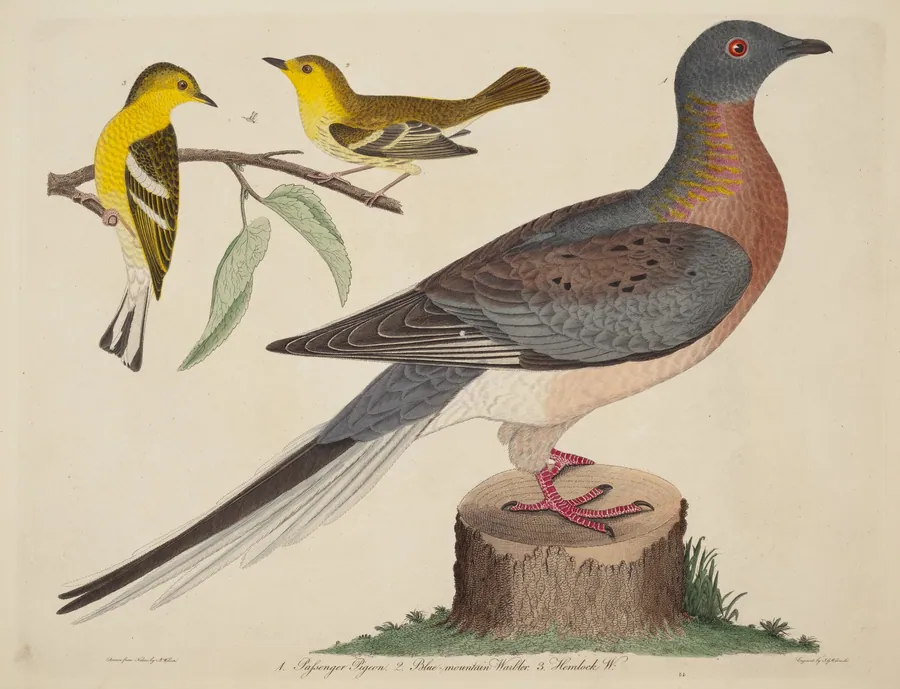 Passenger Pigeon, Blue-mountain Warbler, and Hemlock Warbler by John G. Warnicke