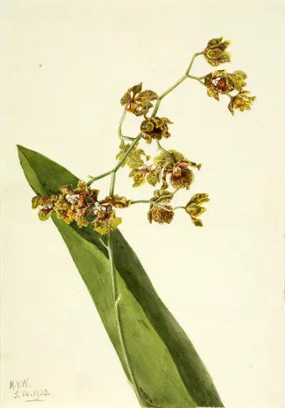 Spotted Cyrtopodium (Cyrtopodium punctatum)