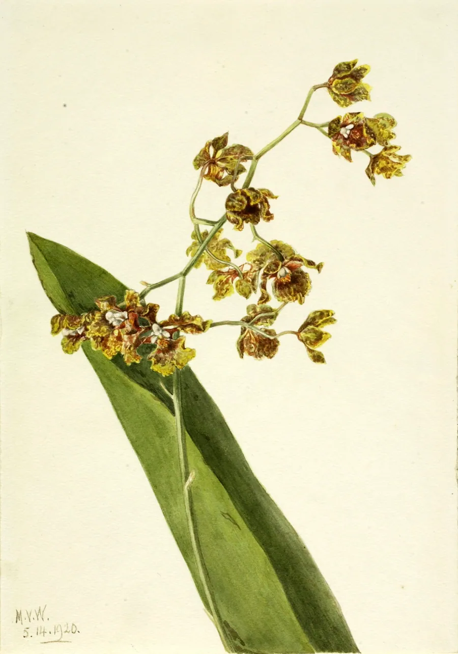 Spotted Cyrtopodium (Cyrtopodium punctatum) by Mary Vaux Walcott, born Philadelphia, PA 1860-died St. Andrews, New Brunswick, Canada 1940