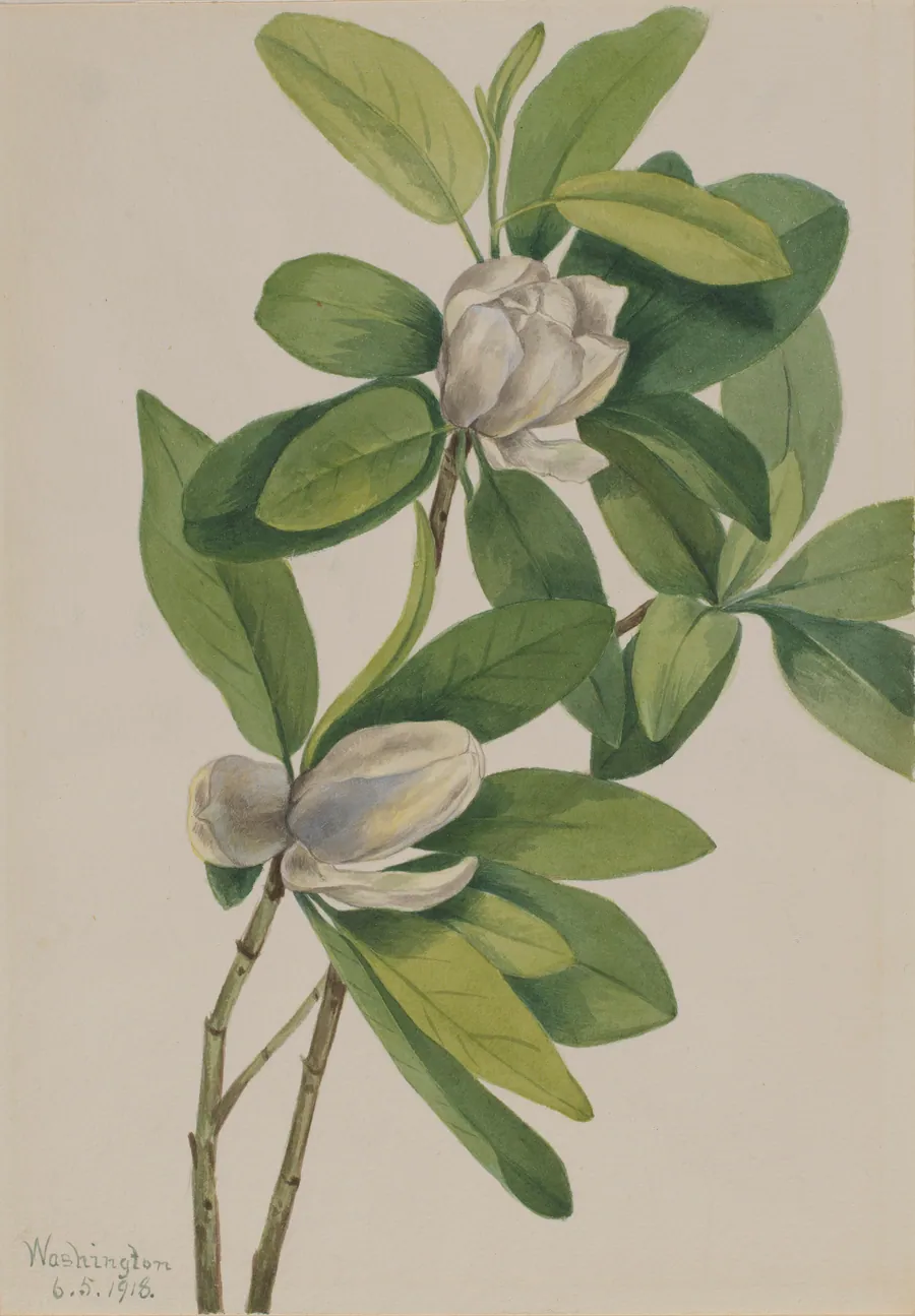 Swamp Magnolia (Magnolia virginiana) by Mary Vaux Walcott, born Philadelphia, PA 1860-died St. Andrews, New Brunswick, Canada 1940