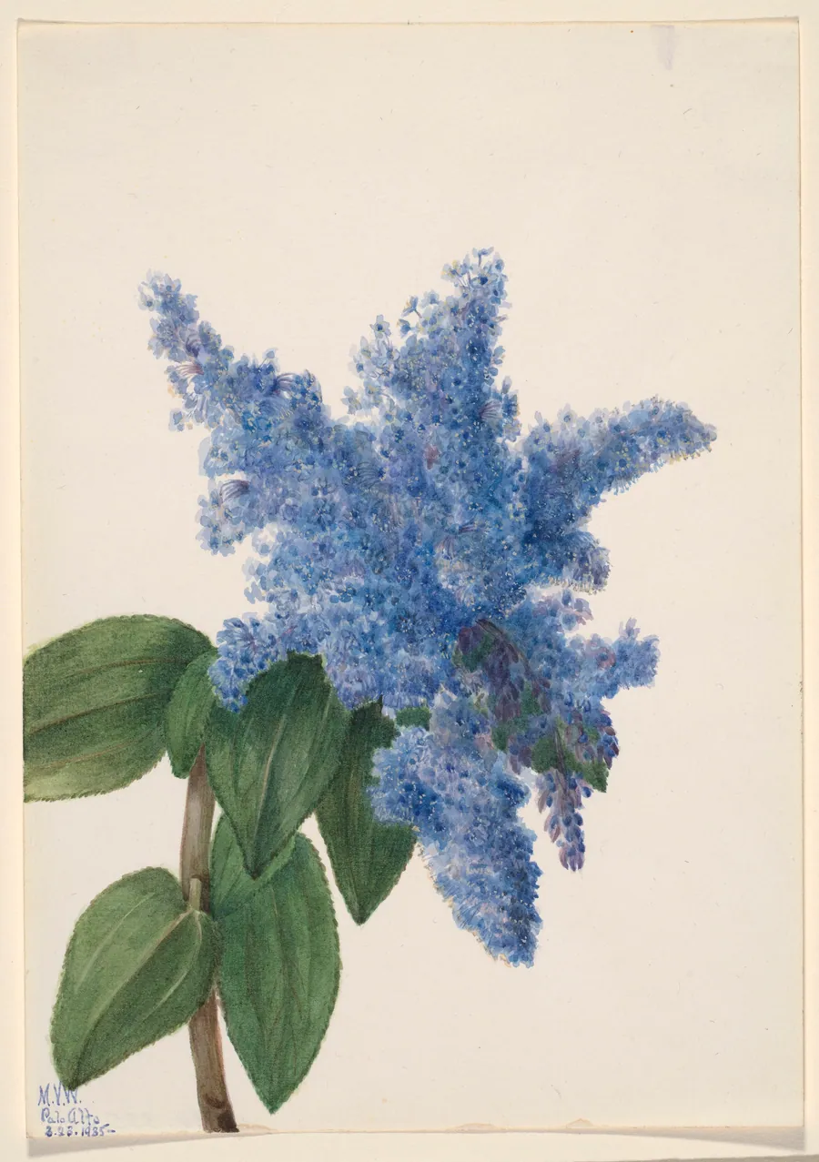 California Lilac (Ceanothus thyrsiflorus) by Mary Vaux Walcott, born Philadelphia, PA 1860-died St. Andrews, New Brunswick, Canada 1940