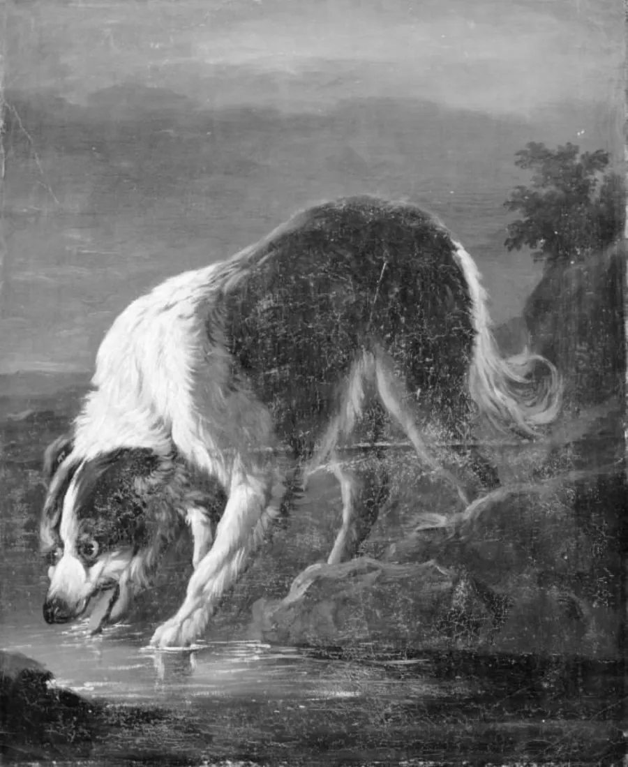 En langhåret hvid og brunplettet hund står og drikker ved et vand by Ubekendt