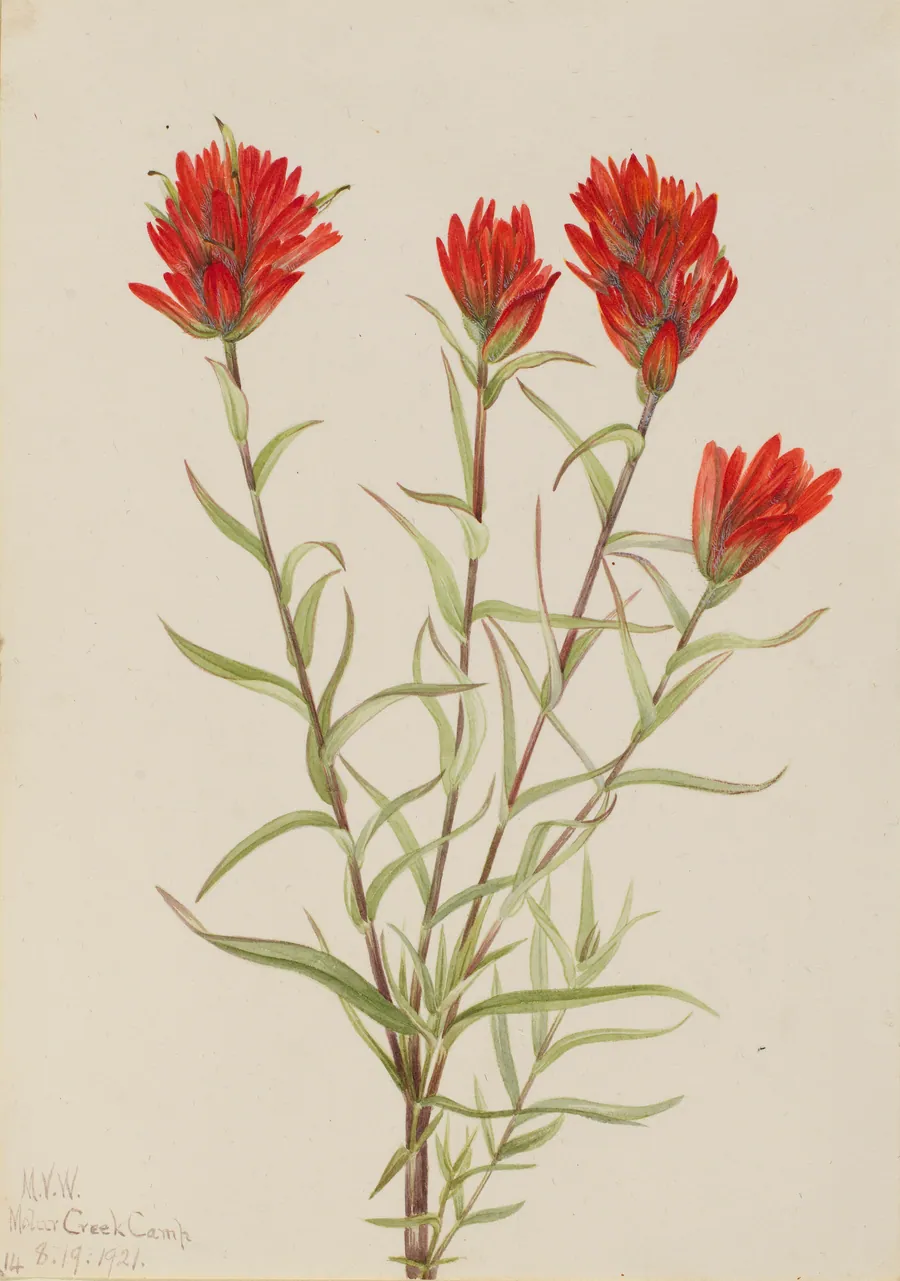 Giant Red Paintbrush (Castilleja miniata) by Mary Vaux Walcott, born Philadelphia, PA 1860-died St. Andrews, New Brunswick, Canada 1940