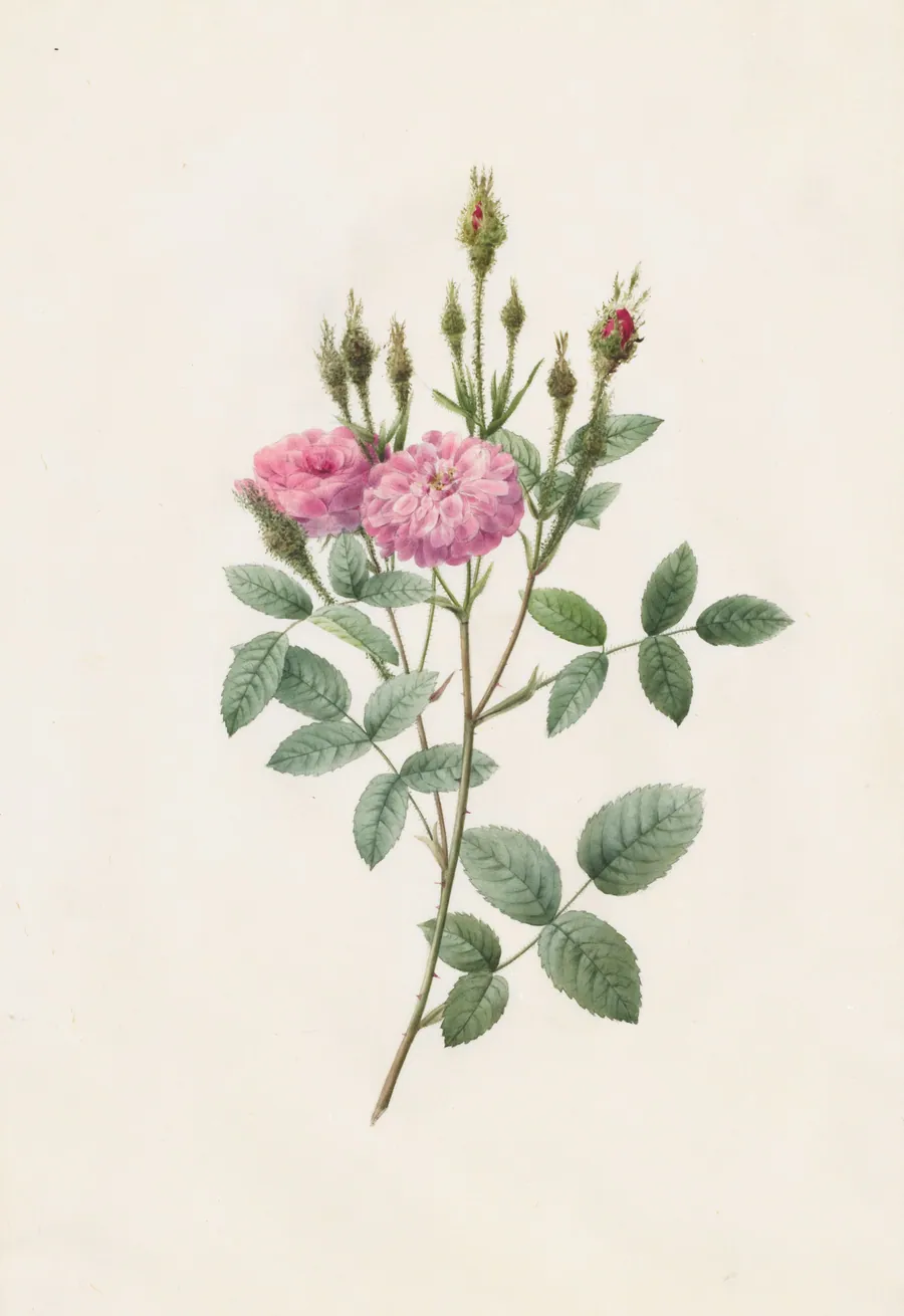 Rosa Pomponiana Muscosa by Henri Joseph Redouté