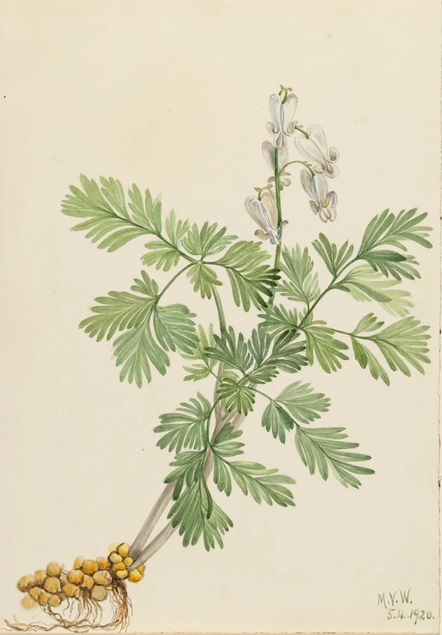 Squirrel Corn (Bikukulla canadensis) by Mary Vaux Walcott, born Philadelphia, PA 1860-died St. Andrews, New Brunswick, Canada 1940