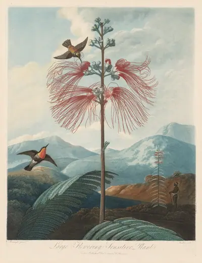 Large Flowering Sensitive Plant, Plate 16