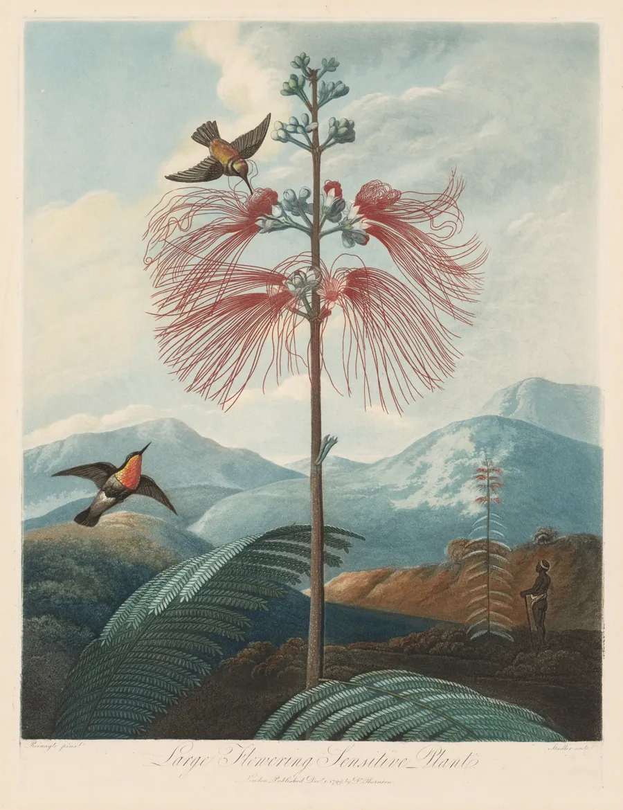 Large Flowering Sensitive Plant, Plate 16 by Joseph Constantine Stadler