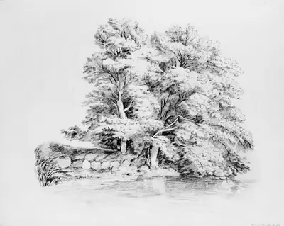 Trees by a Stream