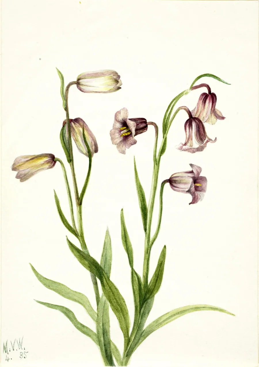 Fritillary (Fritillaria biflora) by Mary Vaux Walcott, born Philadelphia, PA 1860-died St. Andrews, New Brunswick, Canada 1940